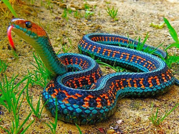California Red-Sided Garter Snake 