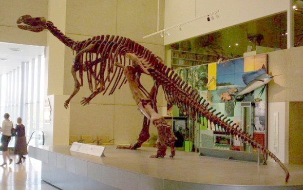 A Dinosaur skeleton